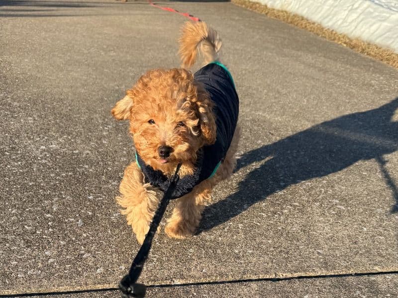 Poppy  - Miniature Poodle success story