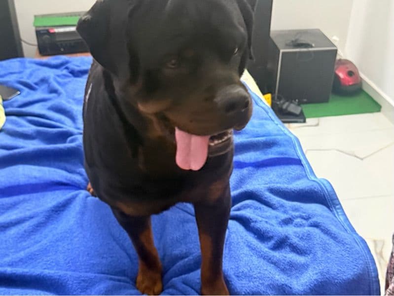 Rottweiler 2 years 10 months old male large named Atom for breeding in Nandivaram-Guduvancheri, Tamil Nadu | Petmeetly