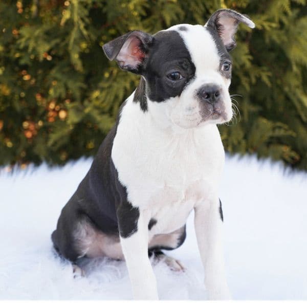 Boston Terrier 5 months old male medium named Tyson for sale in Macon County, Alabama | Petmeetly