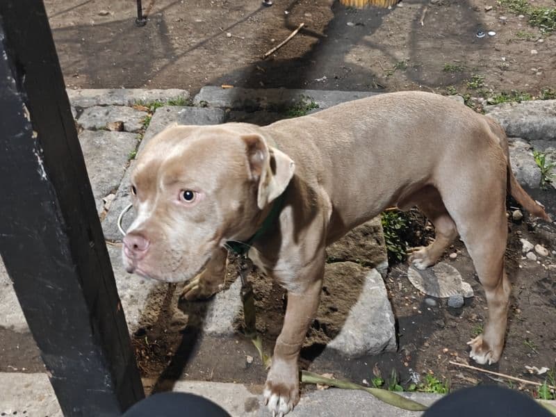 American PitBull Terrier 6 months old male medium named Cash for sale in Travis County, Texas | Petmeetly
