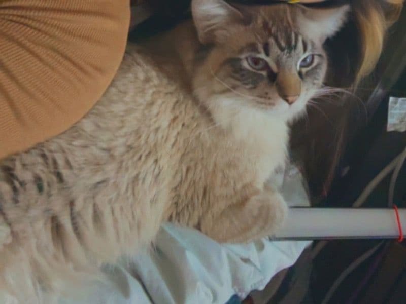 Siamese 1 year 3 months old male named Simon for breeding in Hillsborough County, New Hampshire | Petmeetly