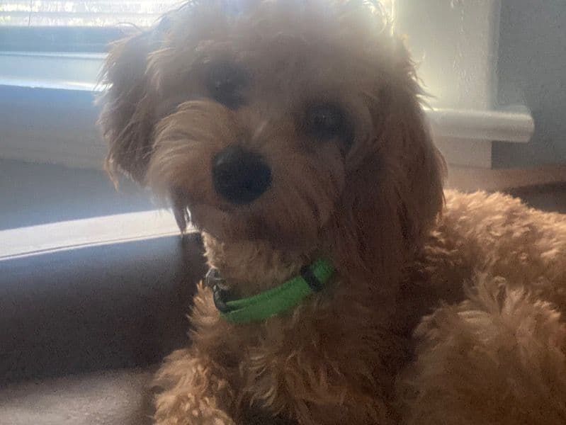 Cavapoo (Cavadoodle) 1 year 4 months old female small named Coco for breeding in Cuyahoga County, Ohio | Petmeetly