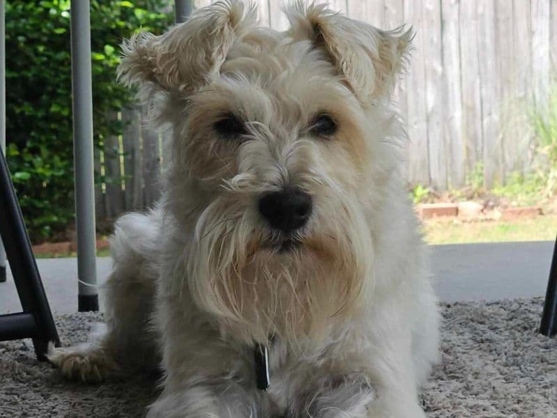 Schnauzer 10 years 4 months old male medium named Scotty for breeding in Richmond County, Georgia | Petmeetly