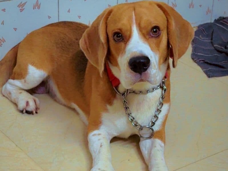 Beagle 2 years 7 months old male medium named Leo for breeding in Konkan Division, Maharashtra | Petmeetly