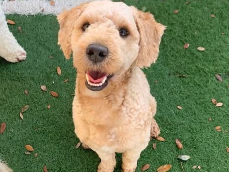 Goldendoodle 1 year 8 months old male medium named Asher for breeding in Hillsborough County, Florida | Petmeetly