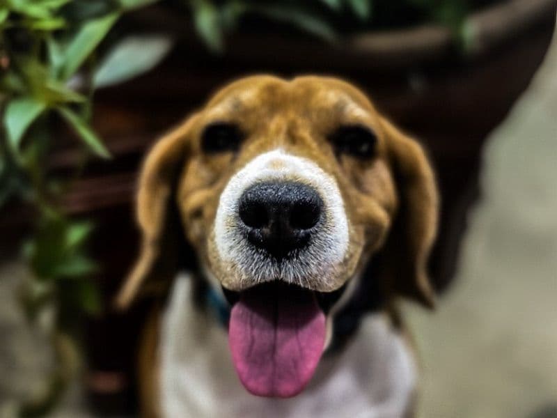 Mocha primary photo