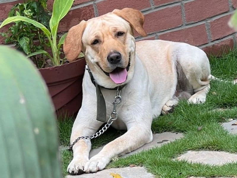 English Labrador Retriever 1 year 9 months old male large named Chiku for breeding in Bangalore Division, Karnataka | Petmeetly