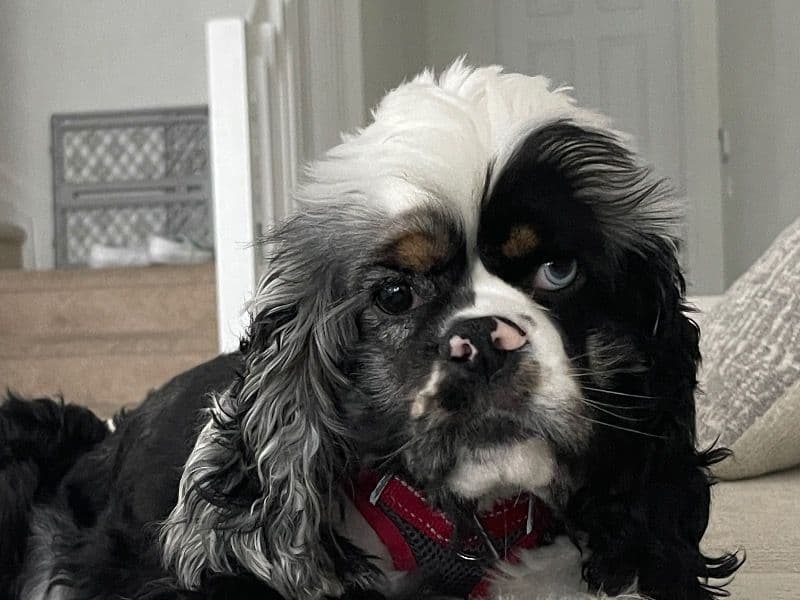 Milo primary photo