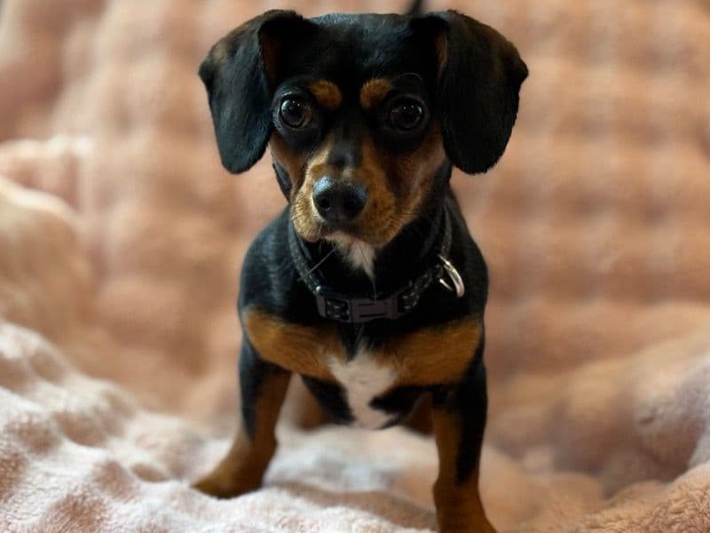 Olive primary photo