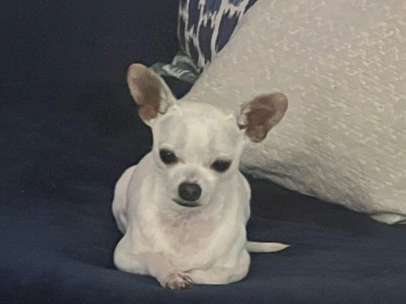 Deerhead chihuahua 4 years old male small named Zero for breeding in Orange County, Florida | Petmeetly