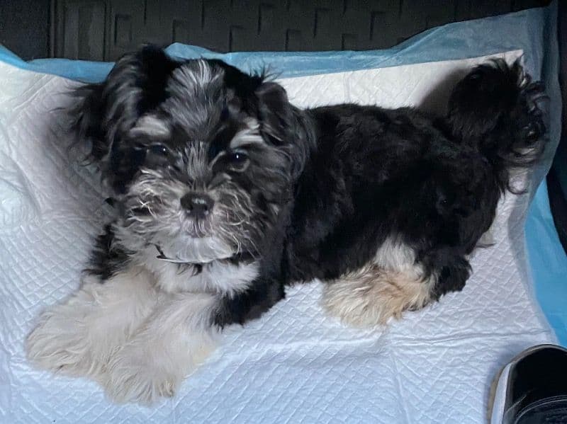 Maltese Shih Tzu 1 year 5 months old male small named Naveen for breeding in Gwinnett County, Georgia | Petmeetly