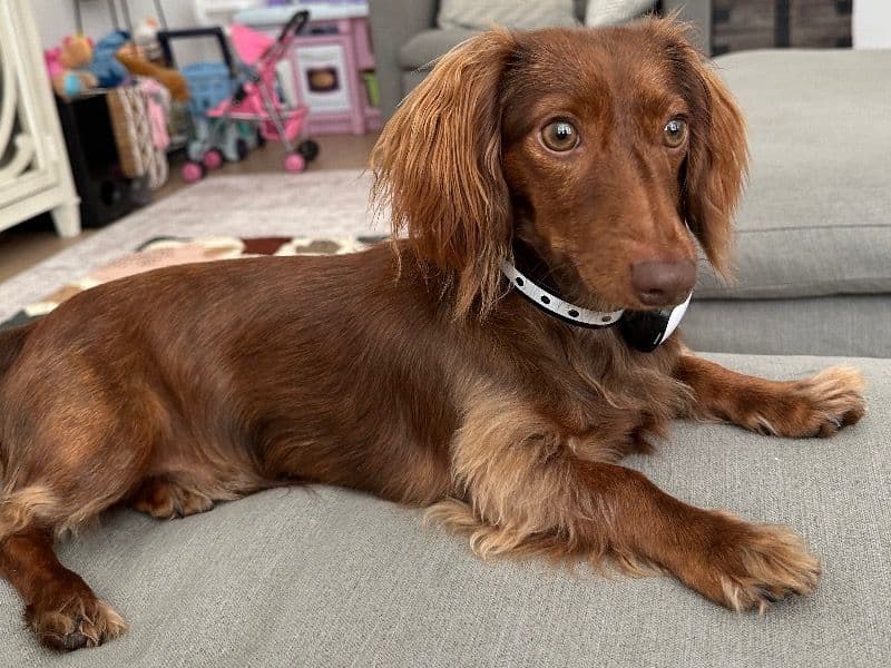Miniature Dachshund 1 year 4 months old male small named Snickers for breeding in Travis County, Texas | Petmeetly