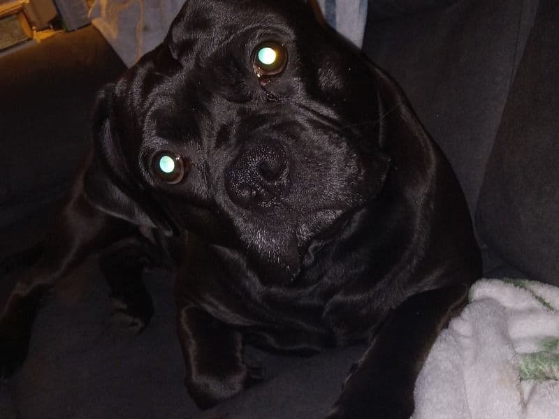 Pit Bull Terrier 3 years 5 months old male medium named Besr for breeding in Worcester County, Massachusetts | Petmeetly