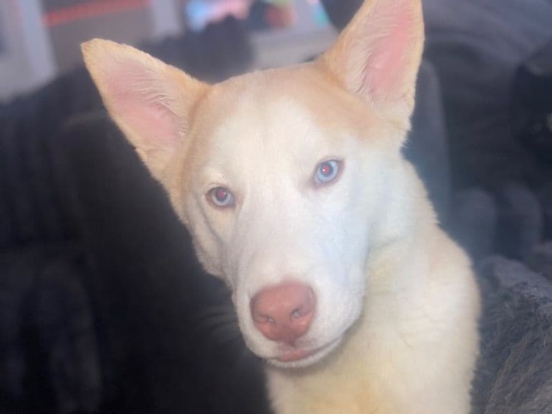 Husky 9 months old male medium named Milo for breeding in Delaware County, Pennsylvania | Petmeetly