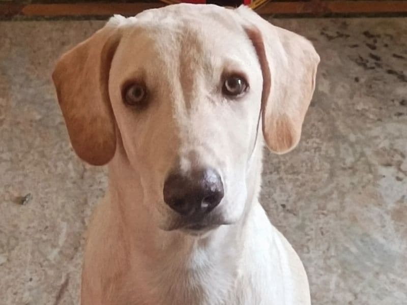 White Labrador Retriever 1 year 5 months old male medium named Arya for breeding in Hyderabad, Telangana | Petmeetly