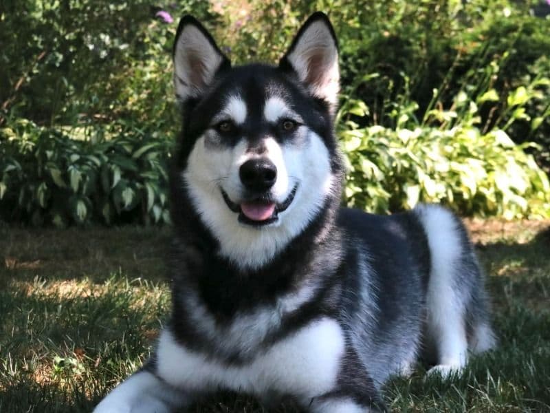 Dakota primary photo