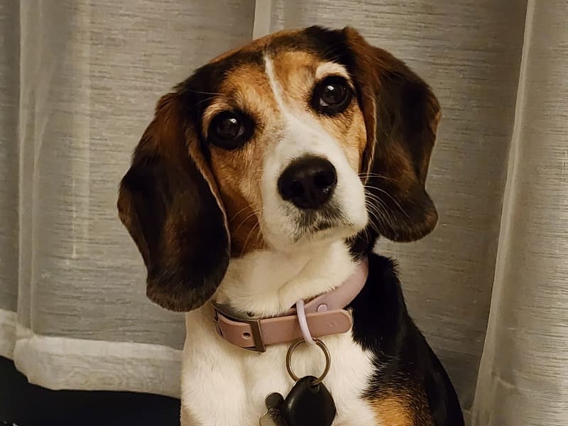 Biscuit primary photo