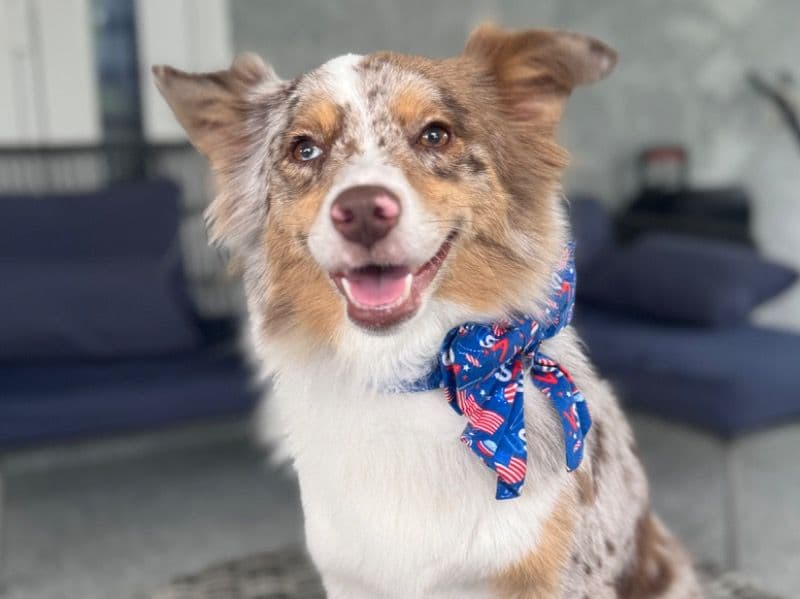 Miniature Australian Shepherd 4 years 2 months old female medium named Ruby for breeding in Lee County, Florida | Petmeetly