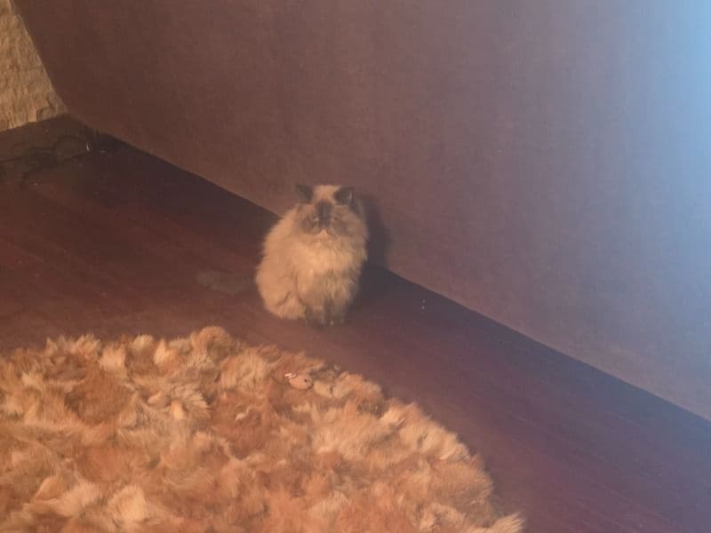 Himalayan 3 years 3 months old female named Jess for sale in Norfolk, Virginia | Petmeetly