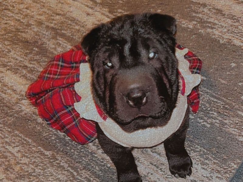 Cocoa primary photo