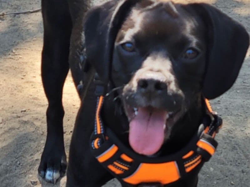 Puggle 1 year 10 months old female small named Blossom for breeding in Washington County, Oregon | Petmeetly