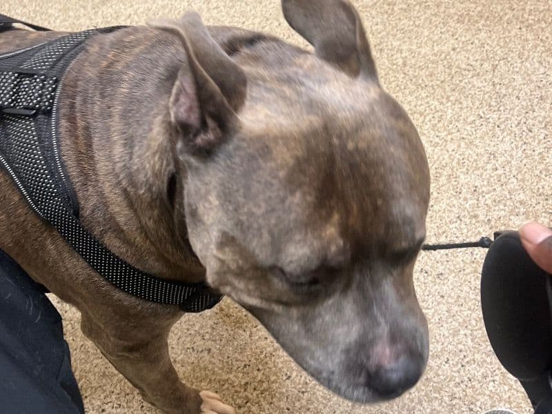 Staffordshire Bull Terrier 7 years 4 months old male large named Rocko for breeding in Danville, Virginia | Petmeetly