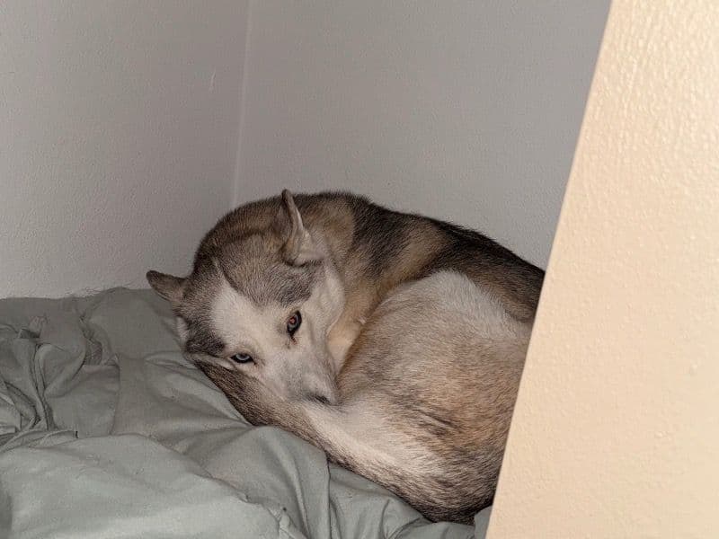 Siberian Husky 3 years 7 months old female medium named Echo for breeding in Clark County, Indiana | Petmeetly