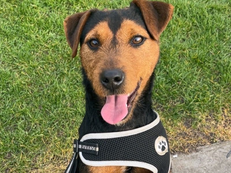 Lakeland Terrier 2 years 4 months old female medium named Bella for breeding in Merseyside, England | Petmeetly