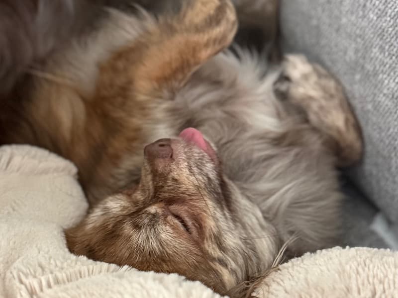 Long hair Chihuahua 1 year old female small named Dolly for breeding in San Bernardino County, California | Petmeetly