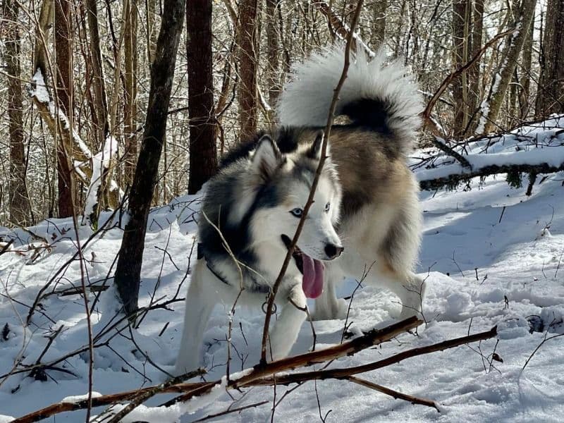 Siberian Husky 10 years 1 month old male medium named Bronco for breeding in Condado de Hillsborough, Florida | Petmeetly