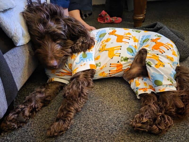 Cockapoo 3 years 5 months old male medium named Milo for breeding in Buckinghamshire, England | Petmeetly