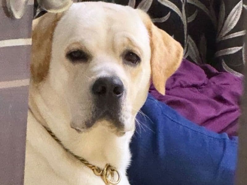 English Labrador Retriever 1 year 8 months old male large named Coco for breeding in Konkan Division, Maharashtra | Petmeetly