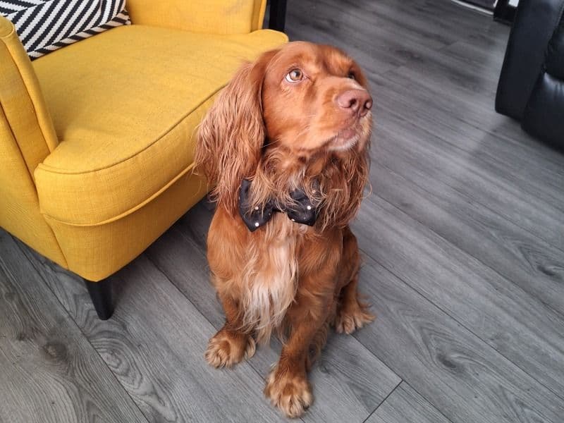 Toffee primary photo