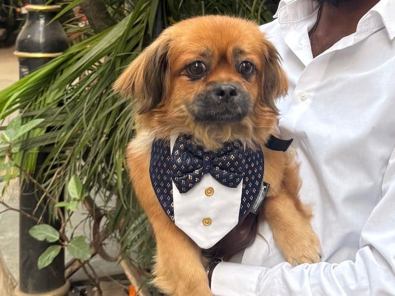 Lhasa Apso 4 years old male small named Leo for breeding in Pune Division, Maharashtra | Petmeetly
