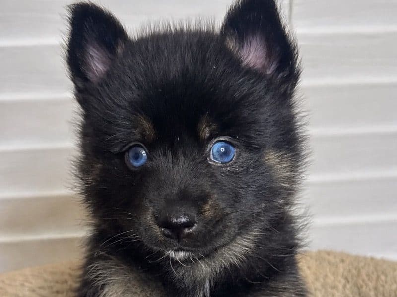 Pomsky 2 months old male small named Rambo for sale in Atlantic County, New Jersey | Petmeetly
