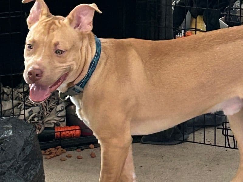 Rednose Pitbull Terrier 1 year old male large named Apollo for sale in Summit County, Ohio | Petmeetly