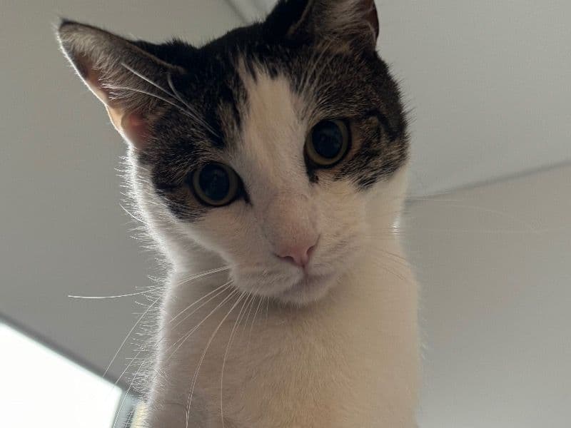 Mimi primary photo
