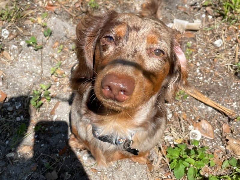 Dachshund 4 years 4 months old male small named Drogo for breeding in Palm Beach County, Florida | Petmeetly