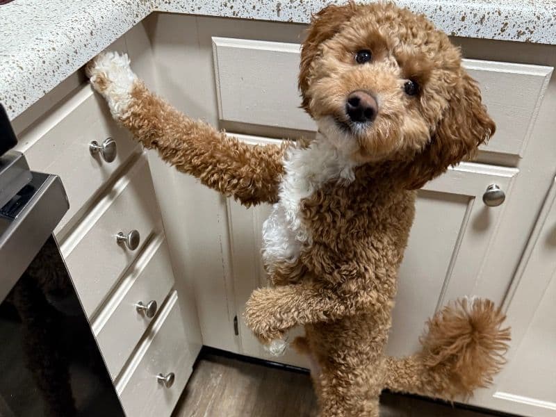 Mini Golden Doodle 1 year 2 months old male small named Pluto for breeding in Wake County, North Carolina | Petmeetly