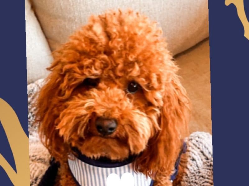 Chewy primary photo