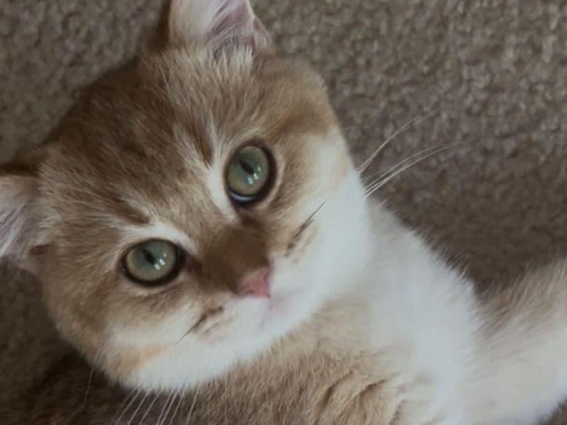 Leo - British Shorthair | Petmeetly