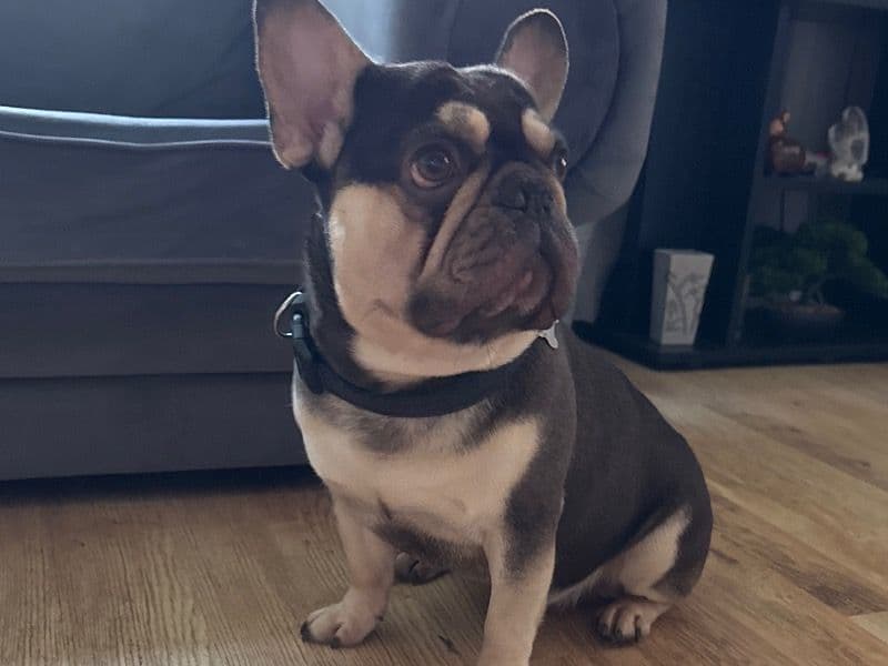French Bulldog 5 years 4 months old male medium named Sparky for breeding in Vale of Glamorgan, Wales | Petmeetly