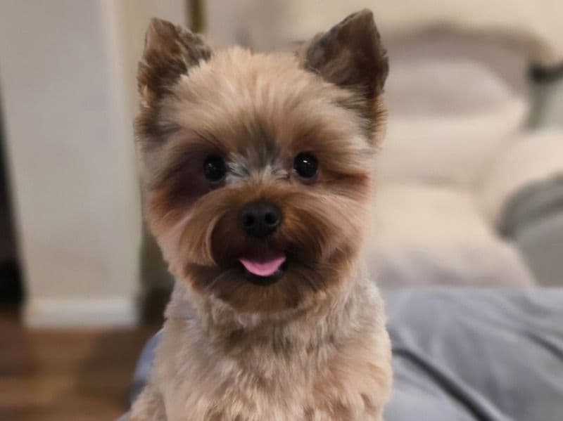 Mochi primary photo