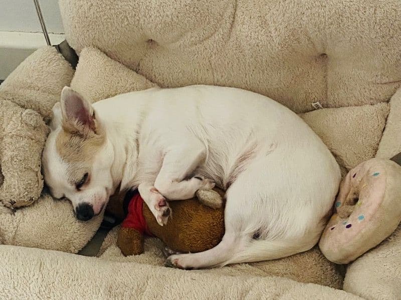Chihuahua 4 years old female small named Lily for breeding in Warrington, Inglaterra | Petmeetly