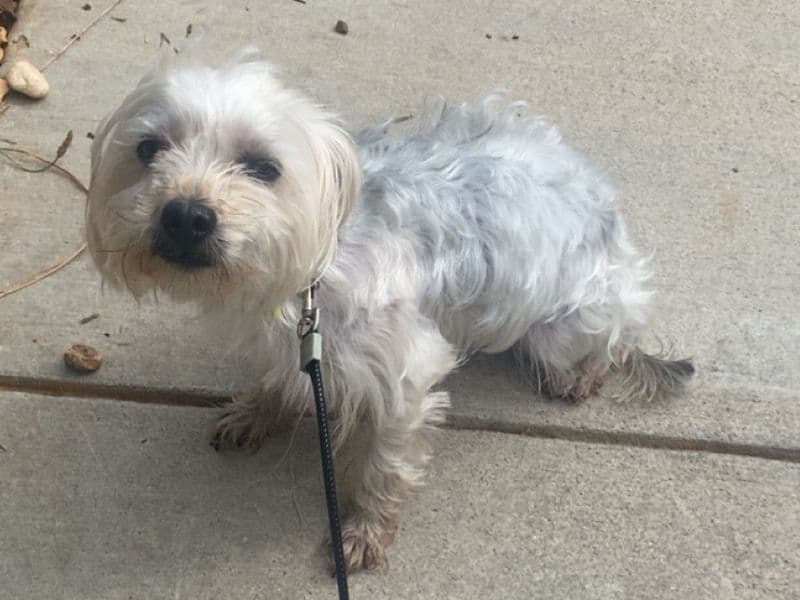 Yorkshire Terrier 3 years 2 months old female small named Princess for sale in Clayton County, Georgia | Petmeetly