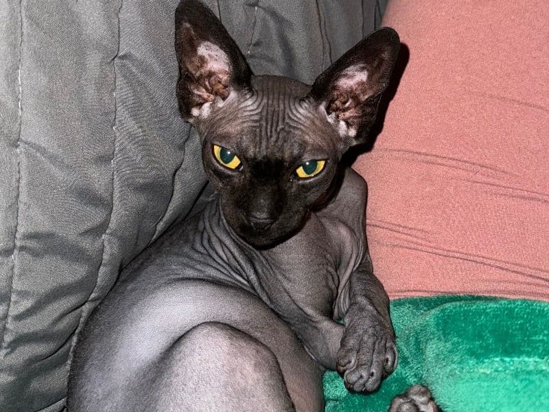 Winky primary photo