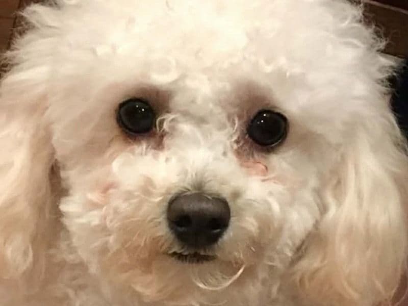 Toy Poodle 1 year 6 months old female small named Ari for breeding in Vila Nova de Poiares, Coimbra | Petmeetly