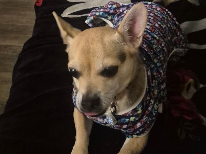Chihuahua 1 year 6 months old female small named Jewels for breeding in Rutherford County, Tennessee | Petmeetly