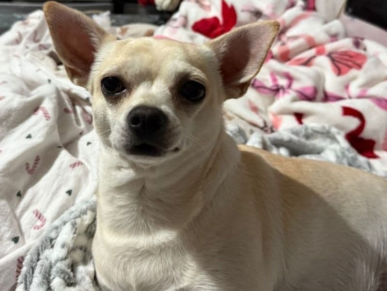 Chihuahua 4 years 3 months old male small named Teddy for breeding in South Yorkshire, England | Petmeetly