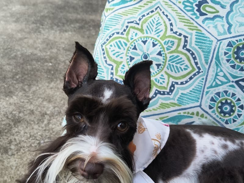 Miniature Schnauzer 1 year 2 months old female small named Luci for breeding in Tulsa County, Oklahoma | Petmeetly
